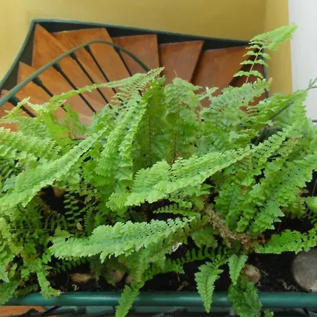 Campo Santana